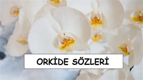 orkide ile ilgili aşk sözleri